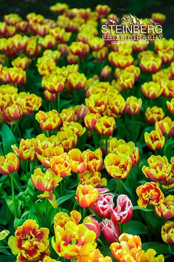 Fringed Tulips in North Holland