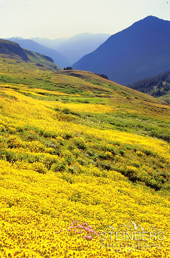 Field of wildflowers