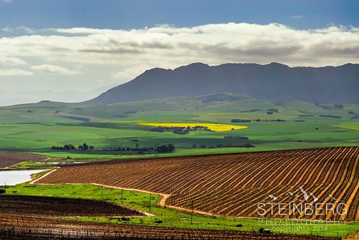 Vineyards of Swartberg