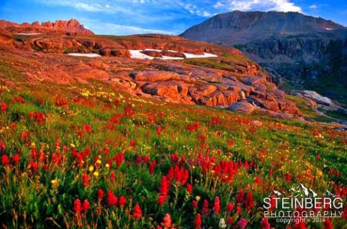 Beautiful wildflowers soaking up the sun’s rays