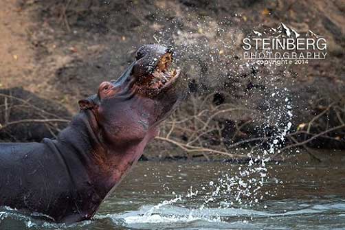 Hippos as the Guy Splashing