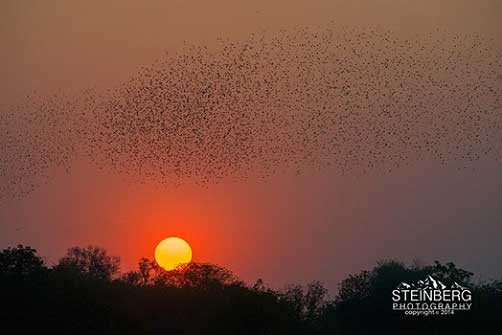 The Red-billed Quelled