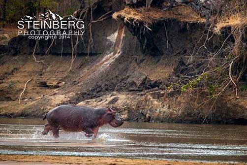 Watching Hippos run with their long Stout Bodies