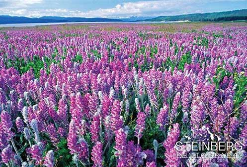 Overwhelming Beautiful Scene of Lamberts Locoweed