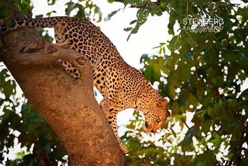 Young Male Leopard Spending His Evenings