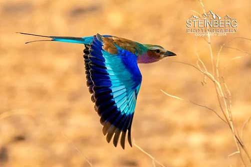 Lilac Breasted Roller