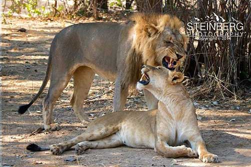 Male and Female Lion in the Middle of Quite the Communication