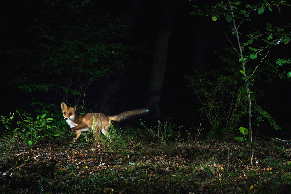 How to Use a Camera Trap to Photograph Wildlife