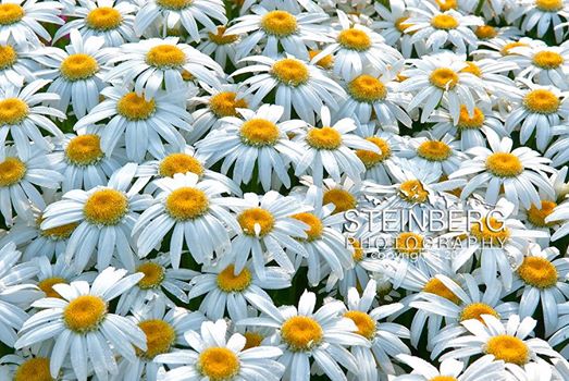 Ox Eye Daisies